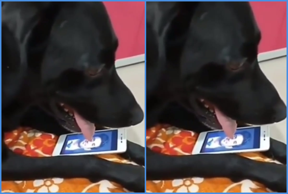 Fudge looking for Sushant Singh Rajput near his bike