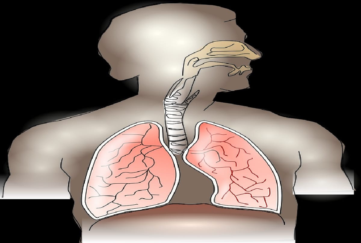 World Lung Day: Institute will change lungs for free