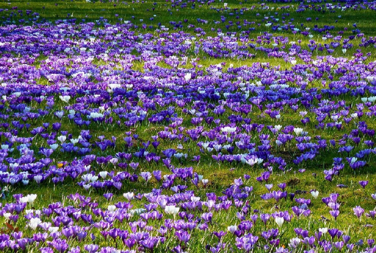 Worlds most expensive spice saffron Interesting facts