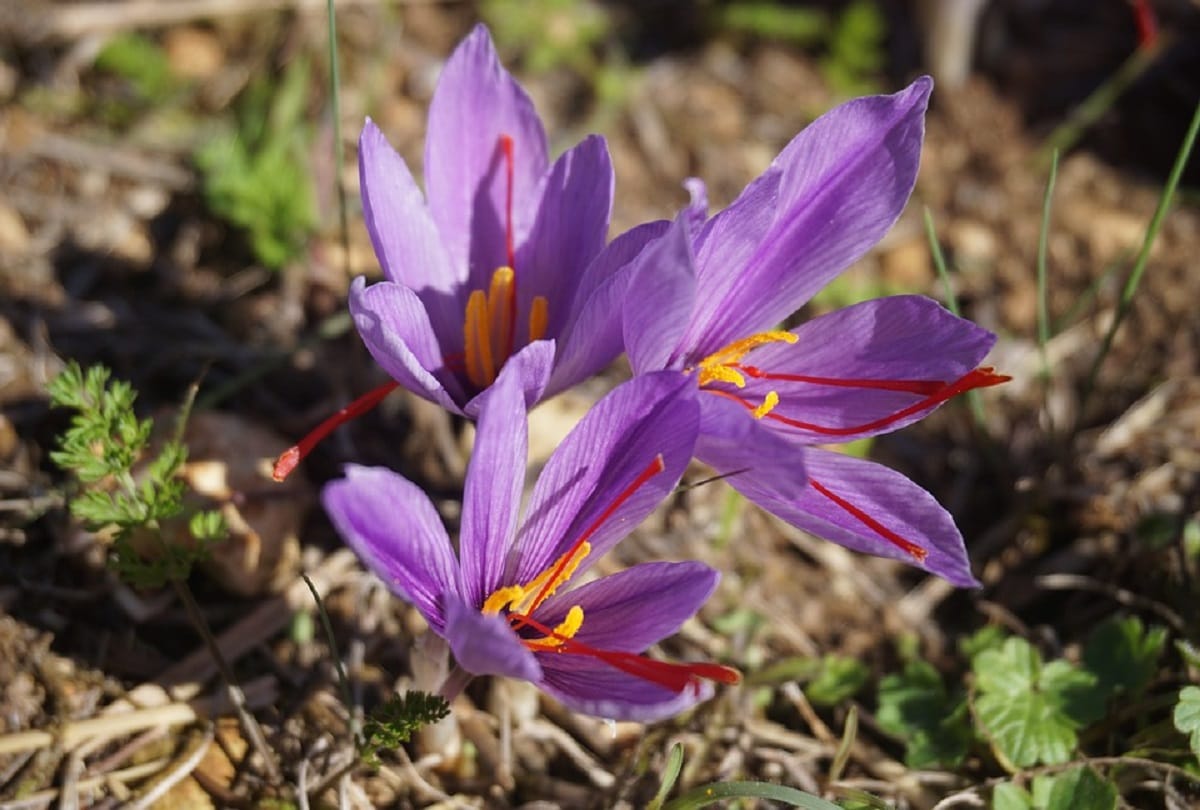 Worlds most expensive spice saffron Interesting facts
