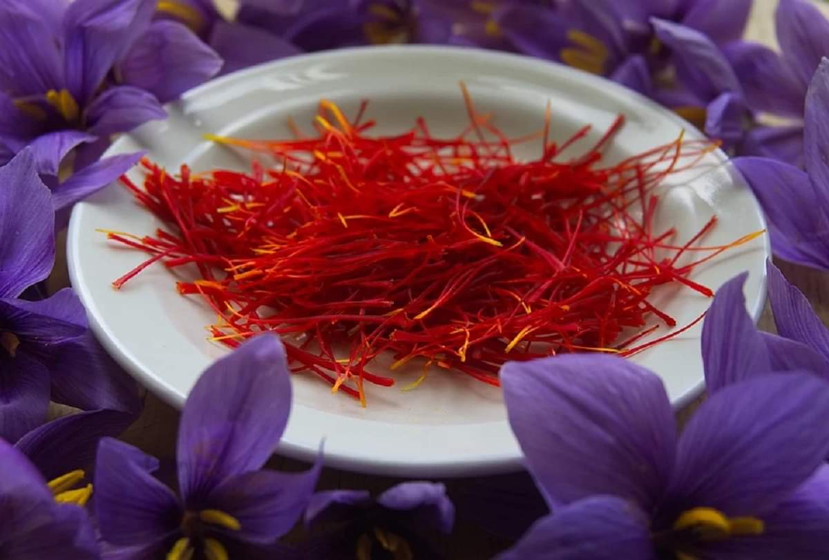 Jammu and Kashmir: Saffron production increased due to timely rains and favorable weather, farmers' income will increase