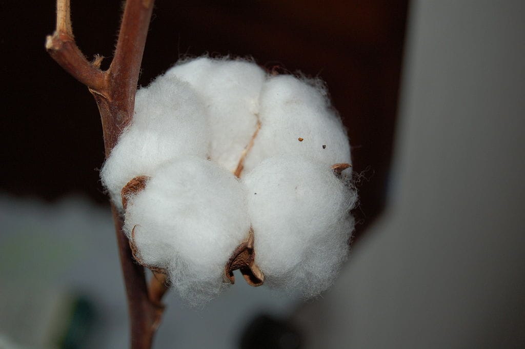 SGT university Cotton Importance of Unseasonal rain and Water Management