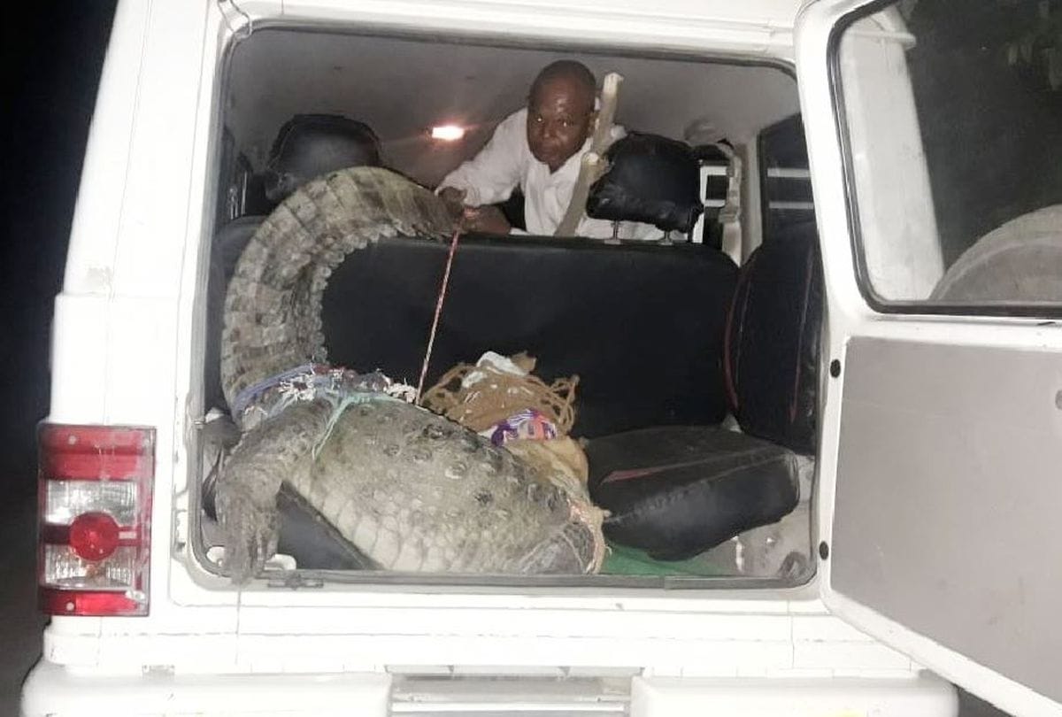 crocodile attacked minor girl in Chambal river in agra