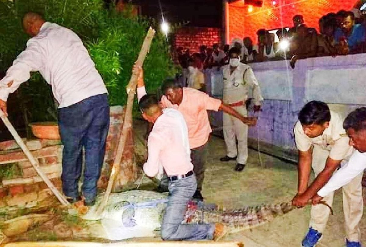 big crocodiles enter village near chambal river in agra