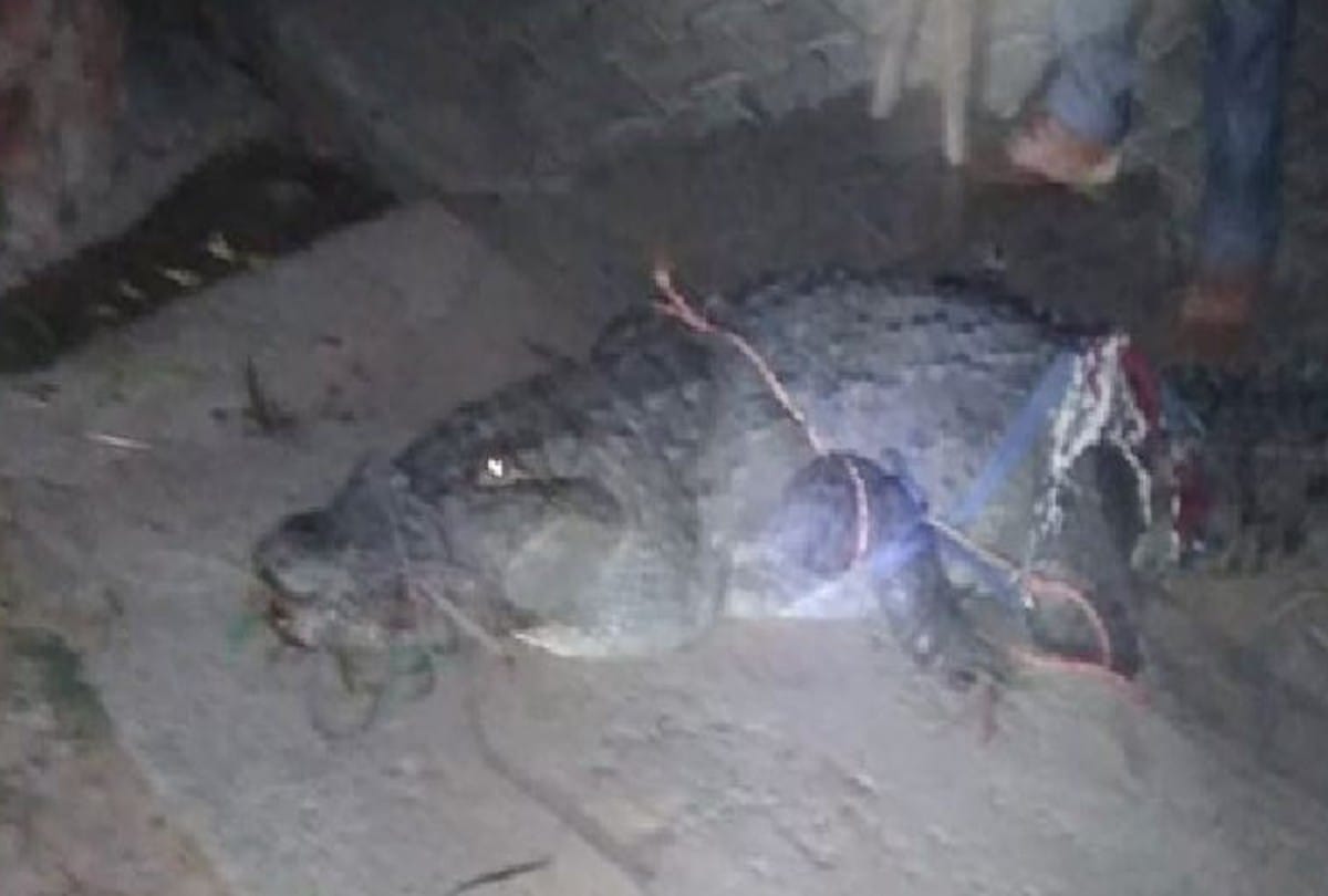big crocodiles enter village near chambal river in agra
