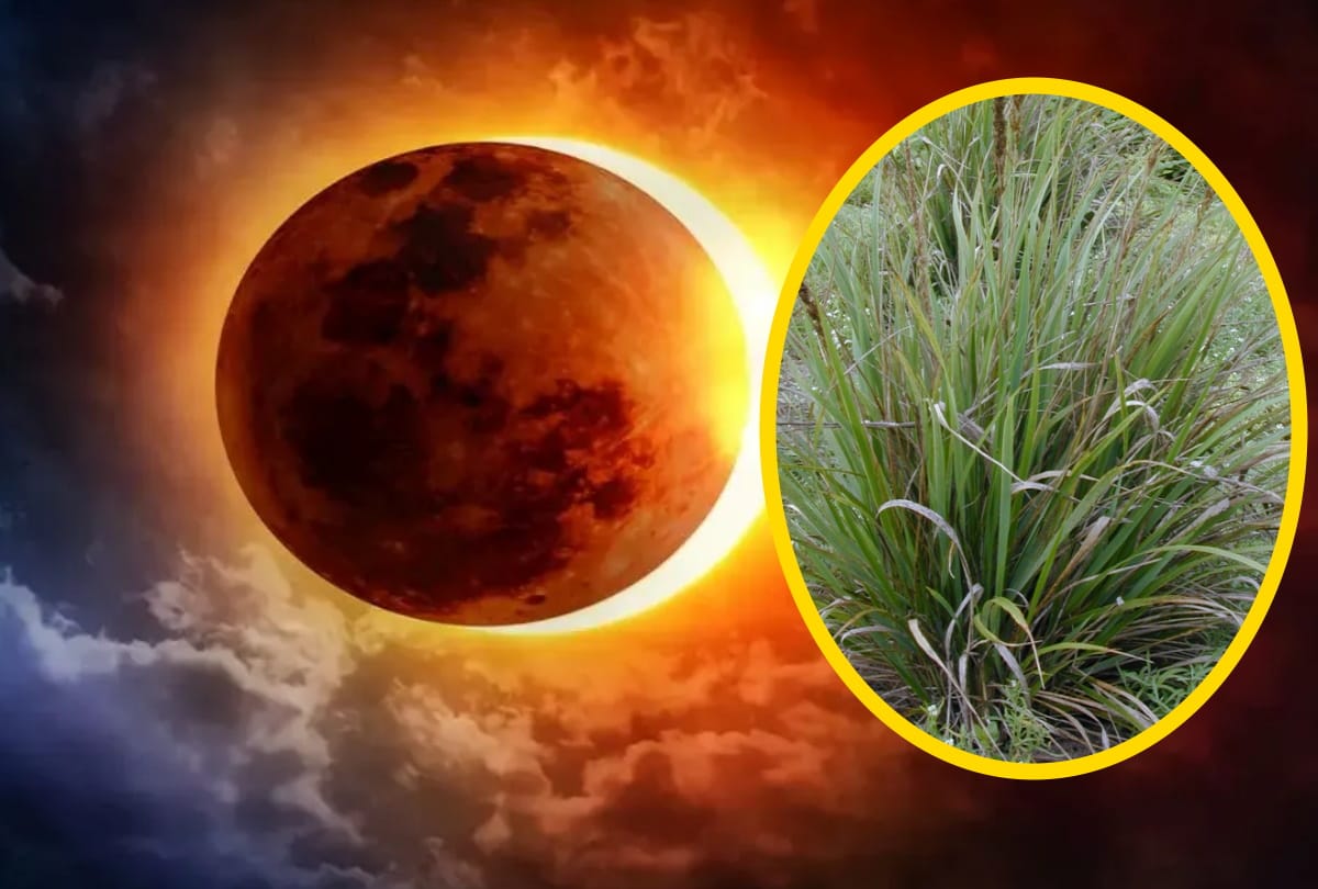 kusha grass is Freedom from side effects during Surya grahan