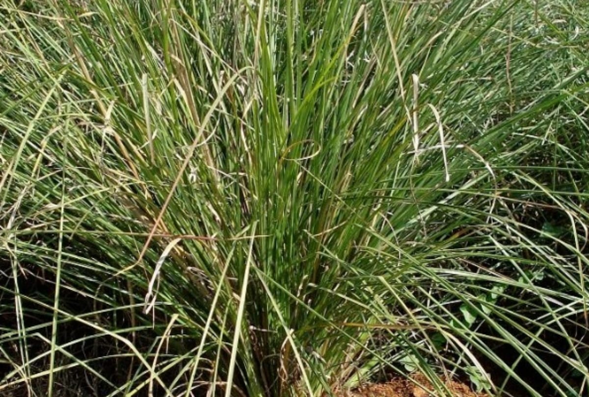 kusha grass is Freedom from side effects during Surya grahan