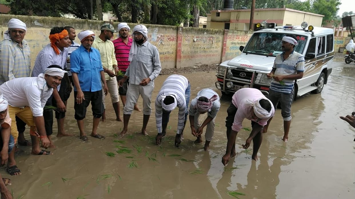 Protested by planting paddy in the water on the road