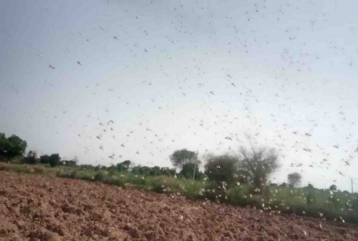 UP: Locust team attacked in hamirpur