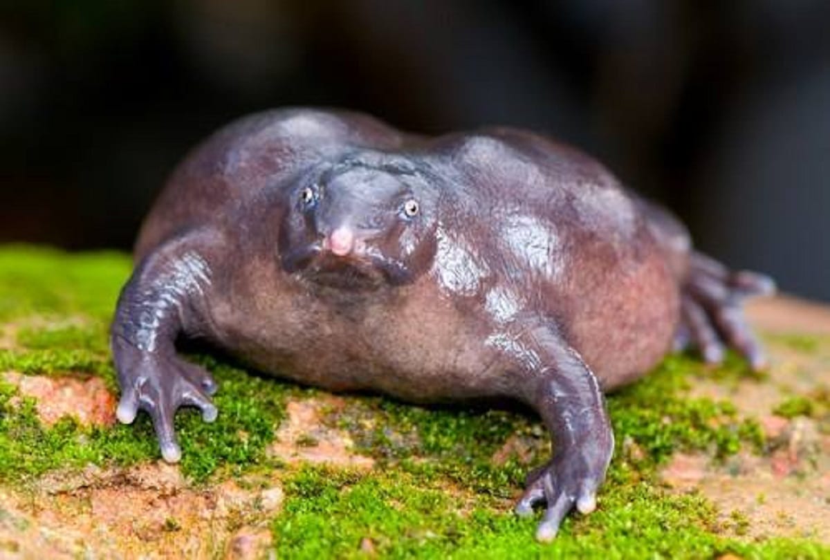Some strange creatures of the world that you have hardly seen
