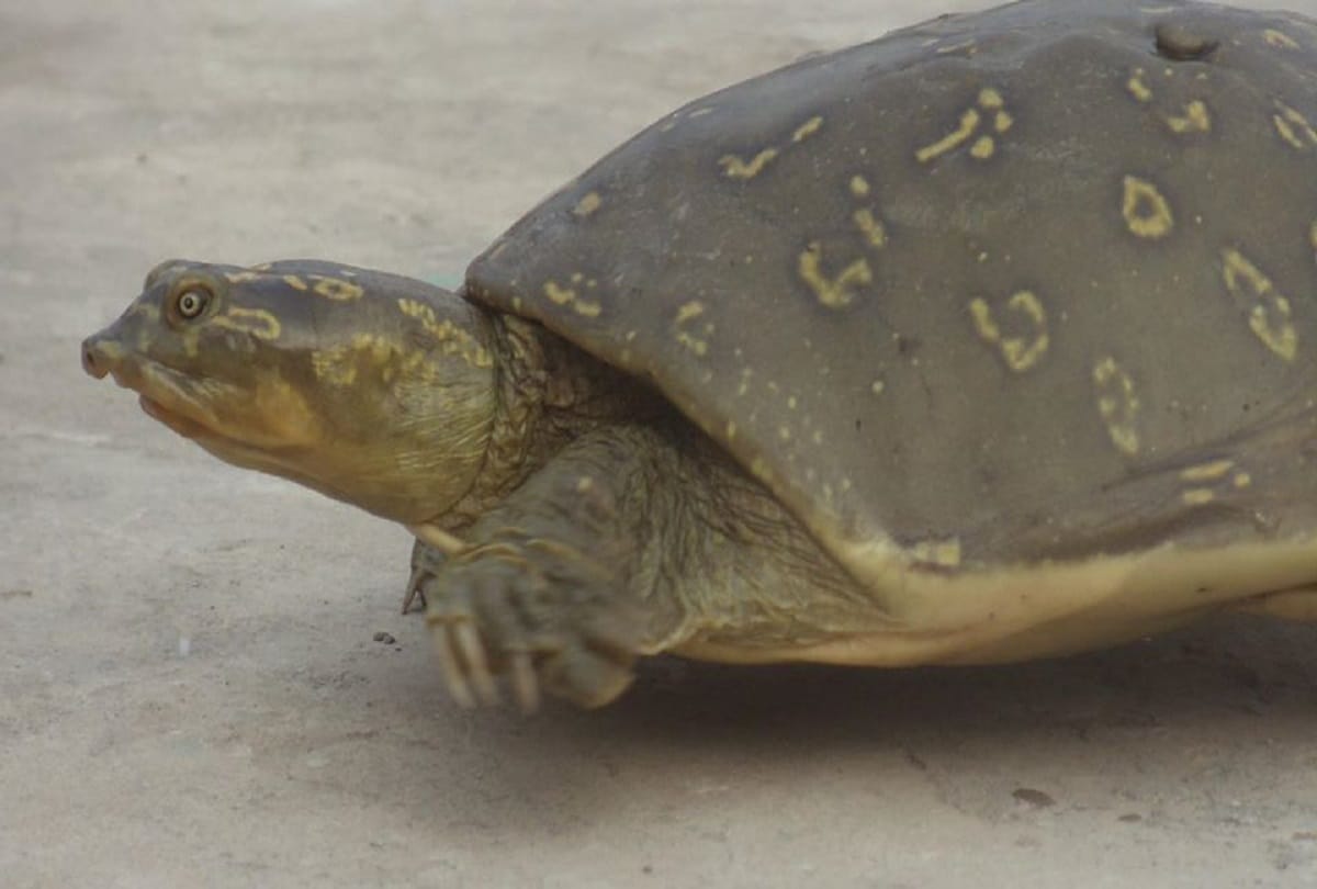 Some strange creatures of the world that you have hardly seen