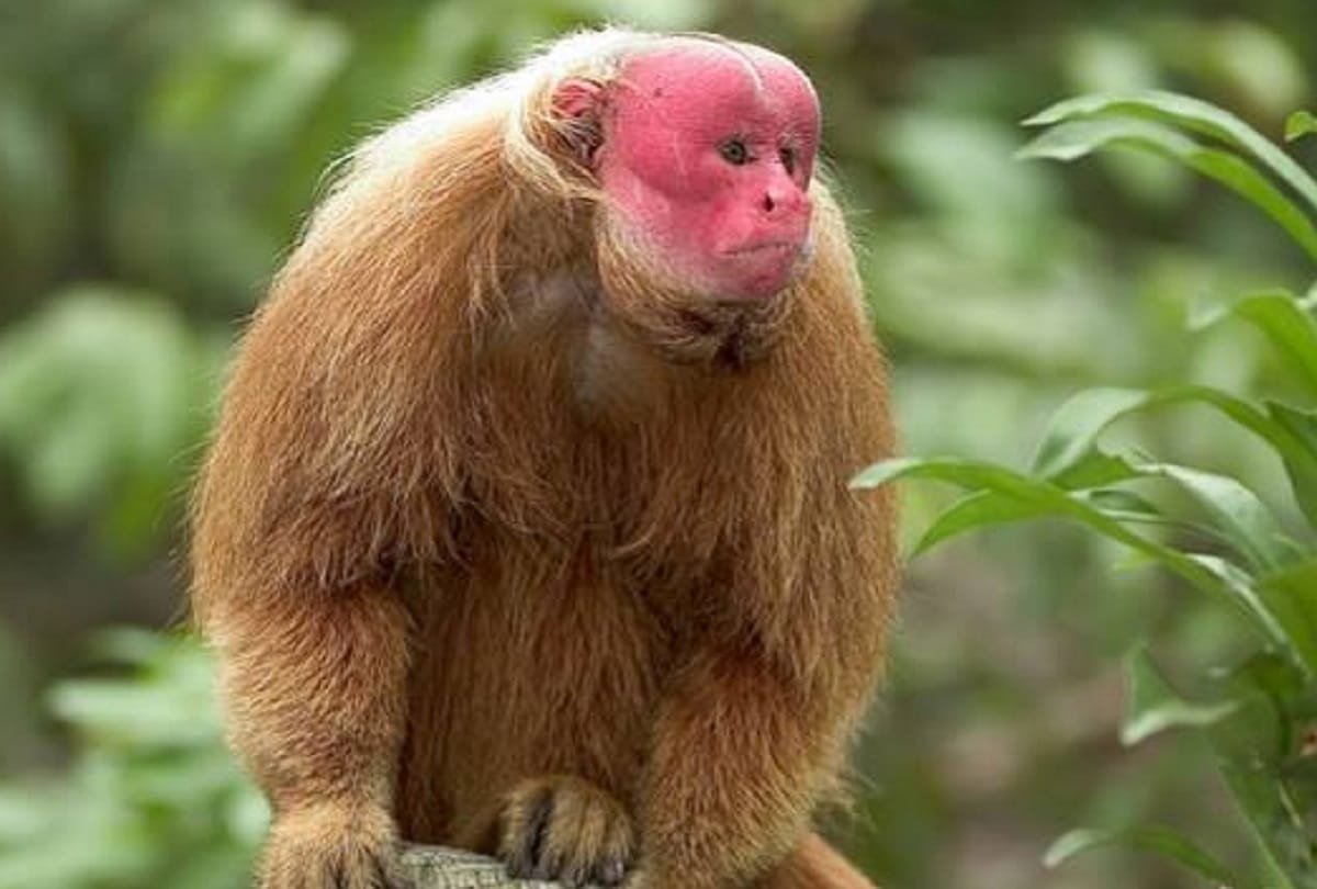 Some strange creatures of the world that you have hardly seen
