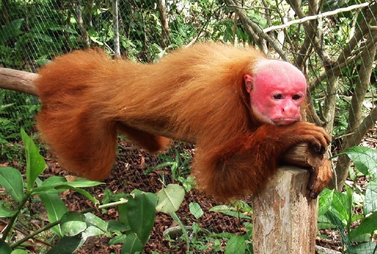 Some strange creatures of the world that you have hardly seen
