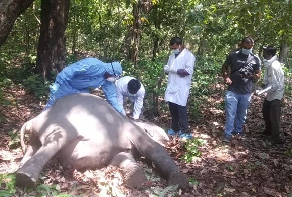 Stomach worms killed elephant baby