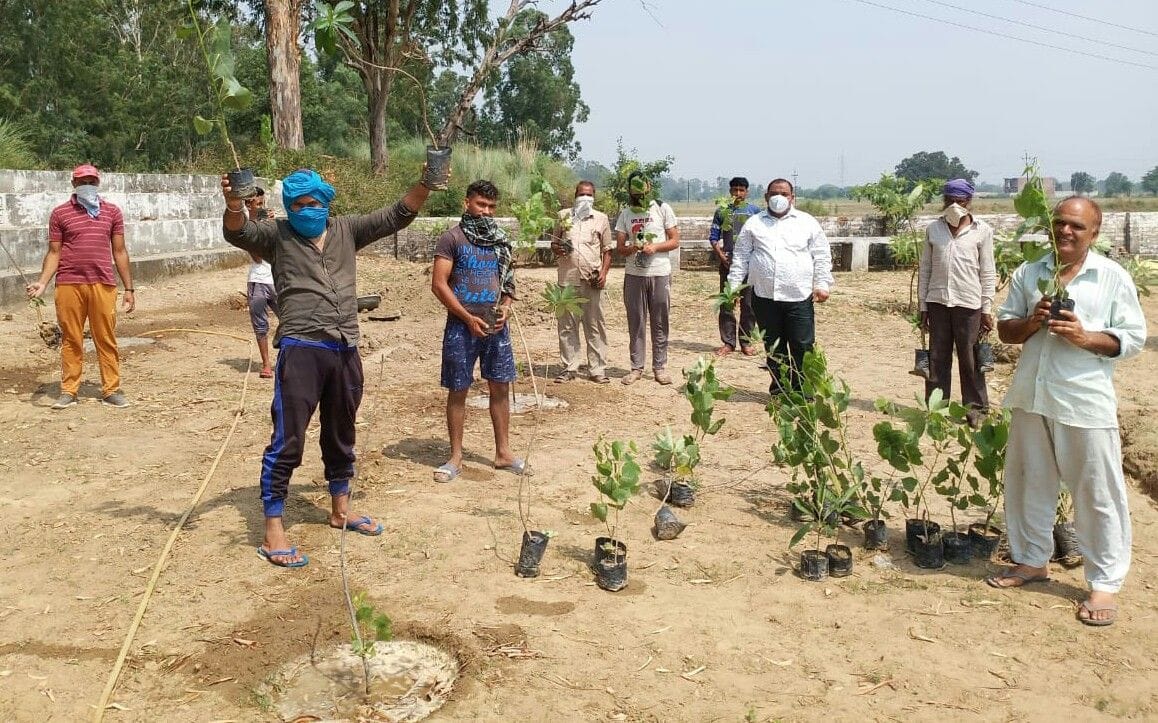tree plantation