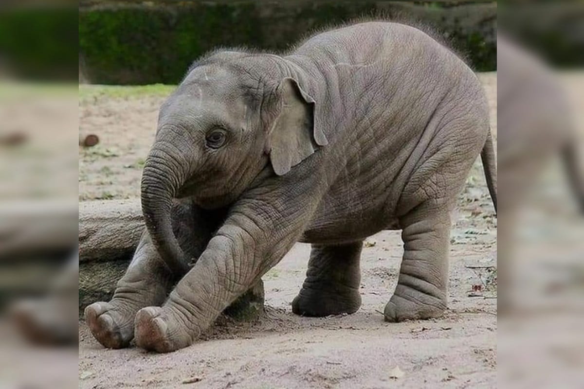 64 Ornamental Elephants on the Road in North Western England Solve the Mystery