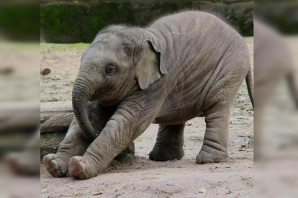 mysterious elephants death in south africa botswana amid coronavirus panademic