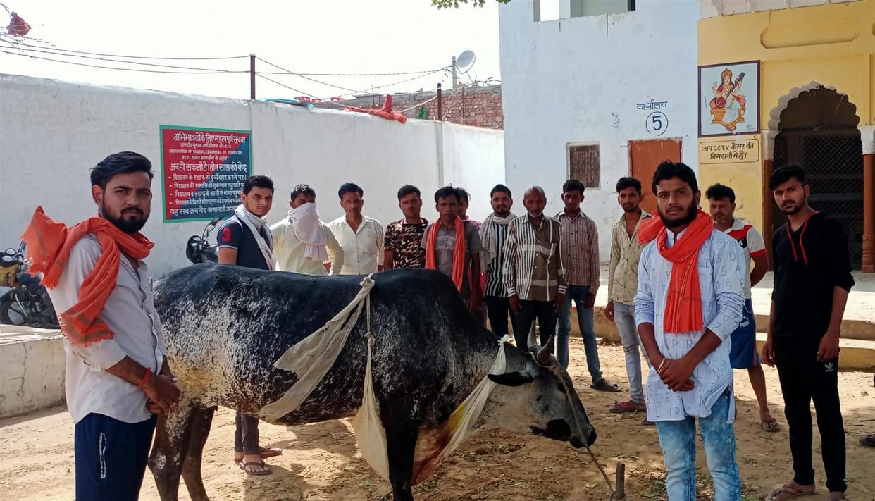 attack on cow