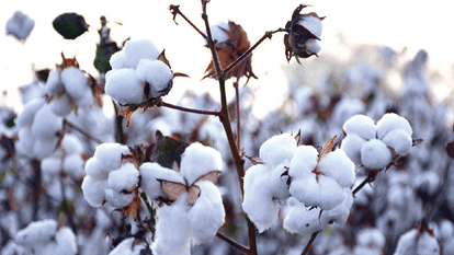SGT university Cotton Importance of Unseasonal rain and Water Management