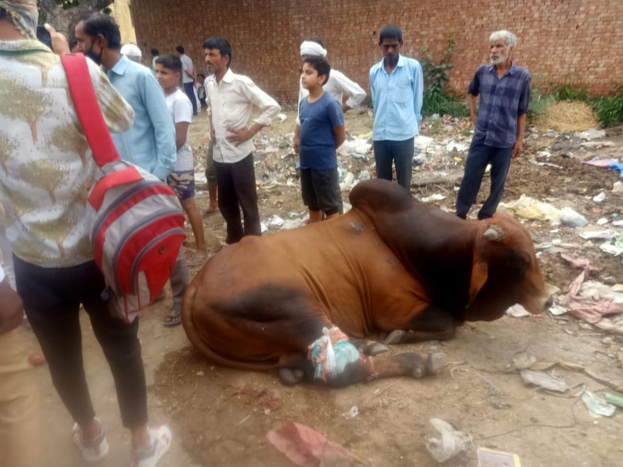 Cows were injured, two people filed a report