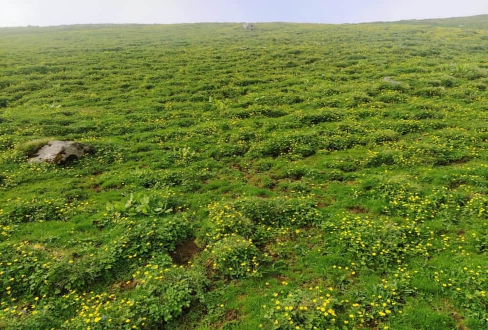 Rudranath Trek Declared Plastic Free Zone See Beautiful Visuals