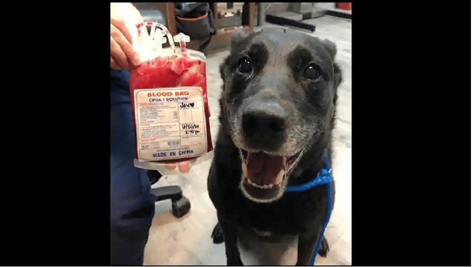 a dog just saved a puppy's life his smile will make your day too