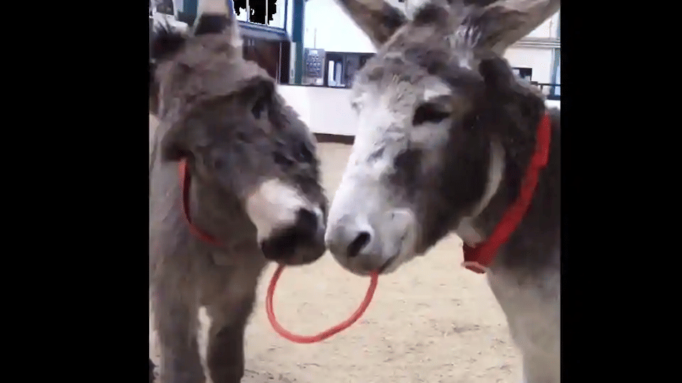 these two donkeys best friends are ruling social media with their cuteness watch full video here