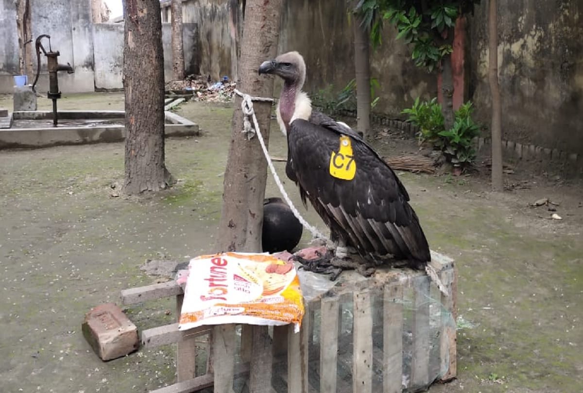 Nepali eagle with GPS on its body reaches back its origin from Kushinagar