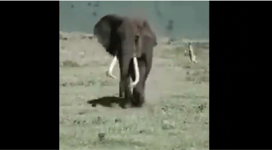 people can not stop gushing over this elephant's walk video is stylish and adorable