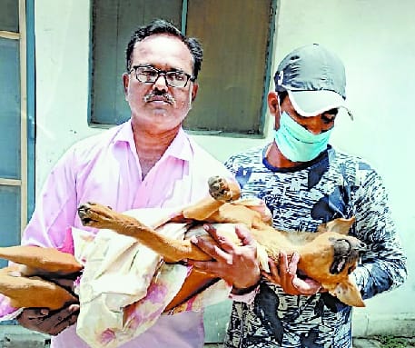 Craze .. Dog barked when air rifle shot and killed bullets