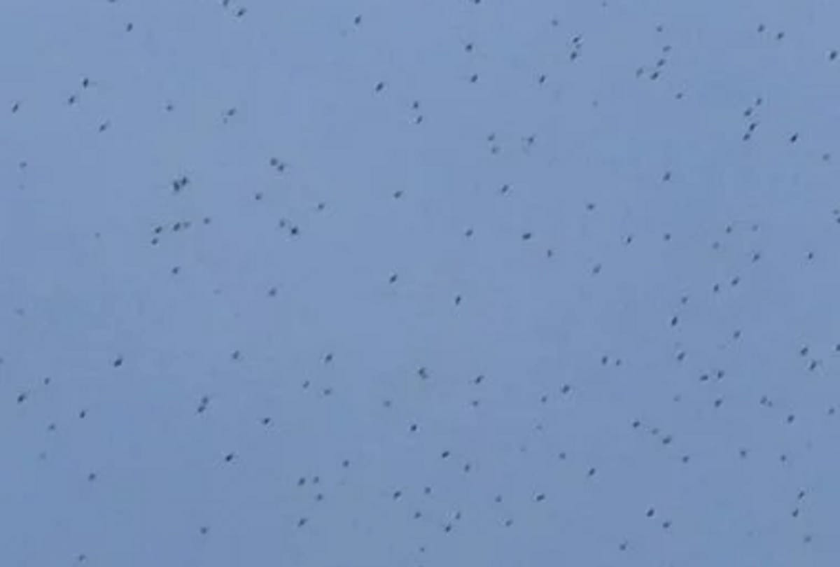 Vikas Khand villages faces locust attack for sixth time in 30 days