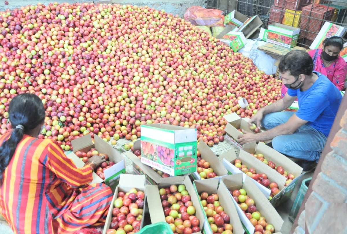 Kullu plum breaks decades record of price in Coronavirus period, sells at Rs 92 a kg