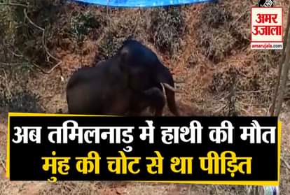 12-YEAR-OLD ELEPHANT DIES DUE TO MOUTH INJURY IN COIMBATORE