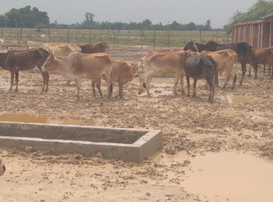 the cow house is filled by rain water