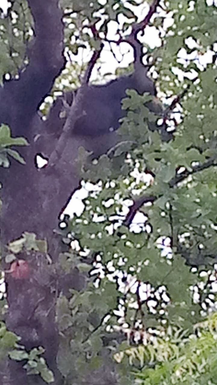 bear in 40 feet tree in chitrakoot