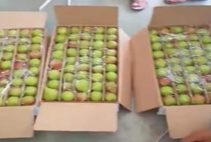 himachal News: Kullu Fruit Growers will get good price of pear