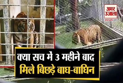 separate tiger and tigress meet in  kanpur zoo pilibhit tiger reserve