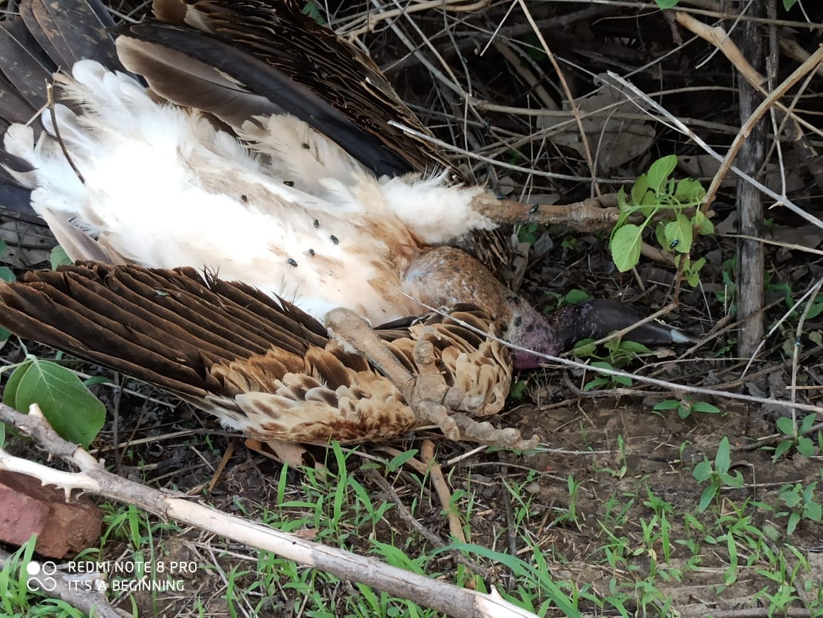 vulture died
