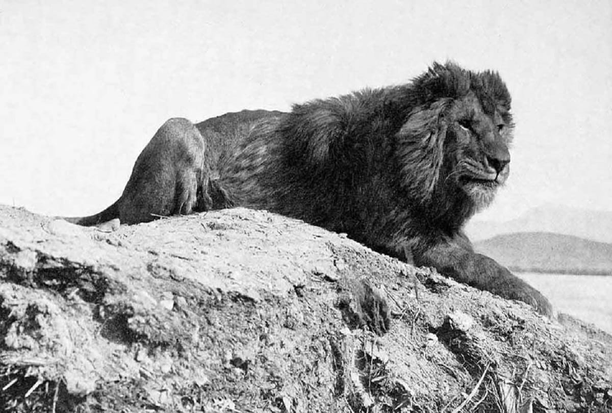 interesting facts about lion King of the Jungle why do live in groups