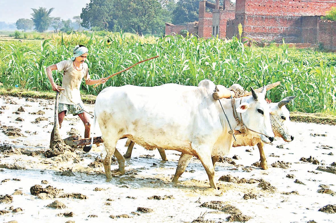 fasal beema news