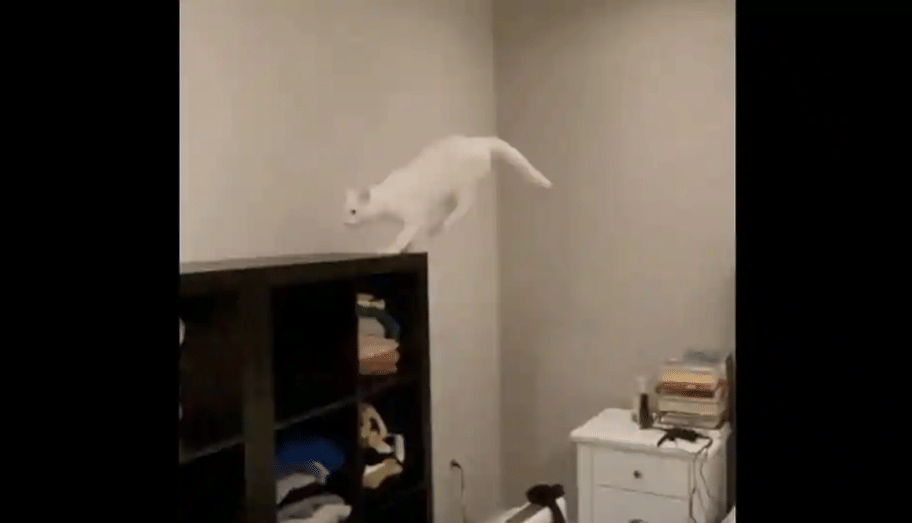 this cat is jumping so far it almost appears to be flying watch full video here
