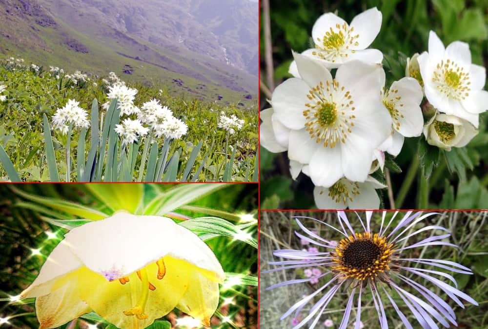 Rare Species OF Flowers Bloom in Valley of flowers uttarakhand, See beautiful Visuals