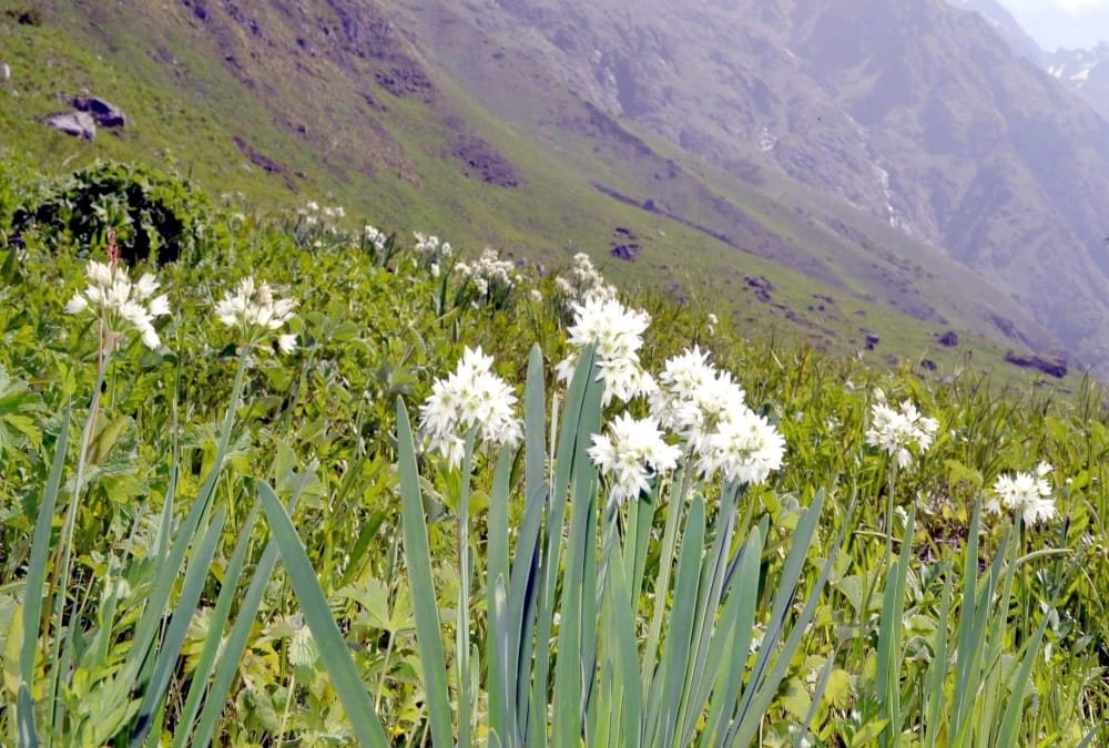 Scientist Research: Valley of Flowers and Himachal Great Himalayan National Park 23 plant species in Danger