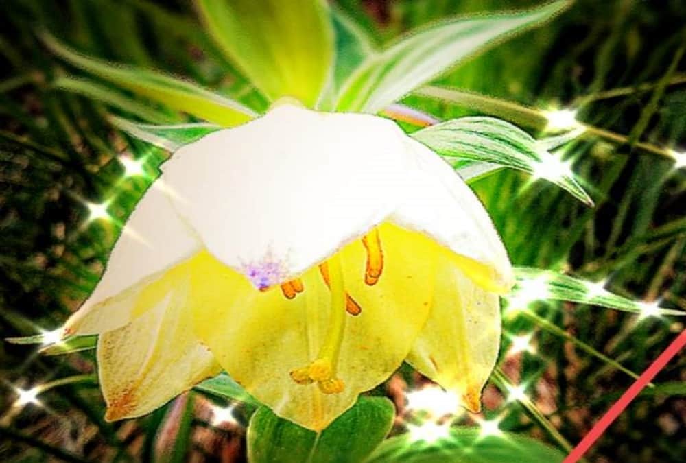 Rare Species OF Flowers Bloom in Valley of flowers uttarakhand, See beautiful Visuals