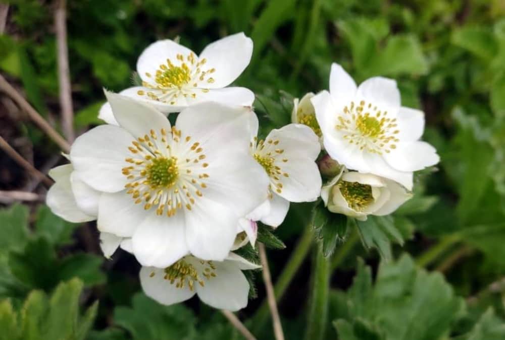 Rare Species OF Flowers Bloom in Valley of flowers uttarakhand, See beautiful Visuals