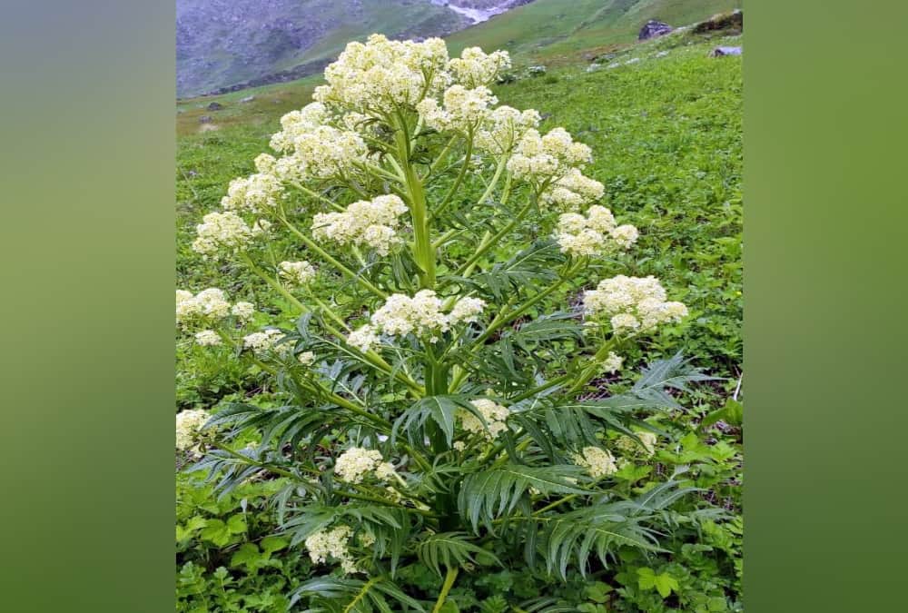 Rare Species OF Flowers Bloom in Valley of flowers uttarakhand, See beautiful Visuals