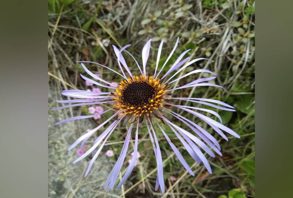 uttarakhand unlock news : valley of flowers will open for tourists from today, covid negative report mandatory