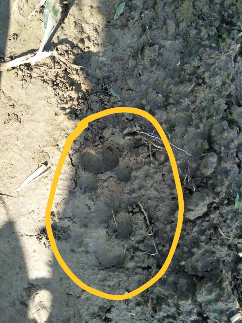 Villager-like animals seen in fields, panic among villagers
