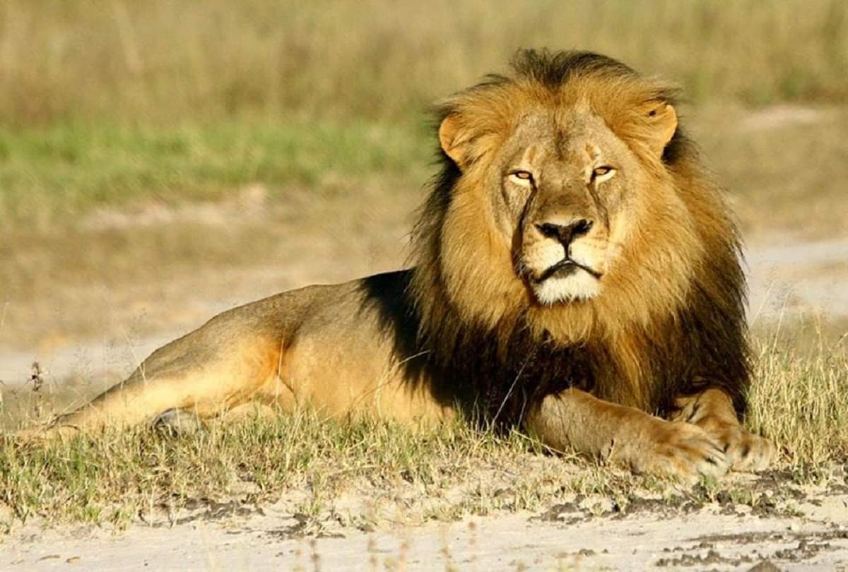 Why do lions live in groups know the interesting facts about King of the Jungle