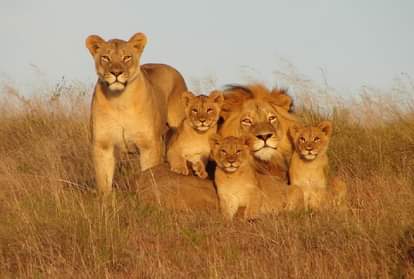 Why do lions live in groups know the interesting facts about King of the Jungle